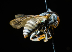 Triepeolus donatus