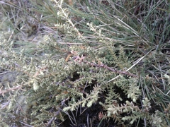 Lepidothamnus laxifolius