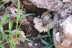 Fungi