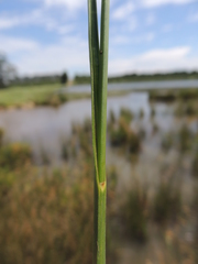 Rhynchospora holoschoenoides