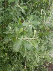 Corokia