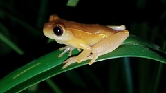 Dendropsophus bifurcus