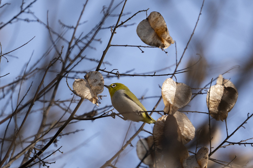 Swinhoe's White-eye