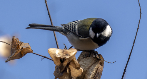 Asian Tit