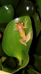 Dendropsophus bifurcus