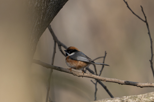 Black-throated Tit