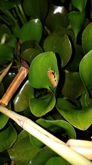 Dendropsophus bifurcus