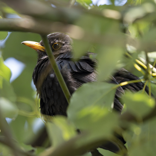 Chinese Blackbird