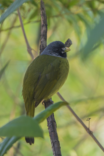 Collared Finchbill
