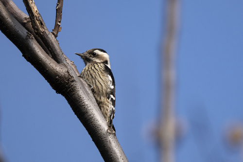 Gray-capped Pygmy Woodpecker
