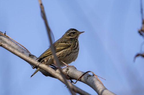 Olive-backed Pipit