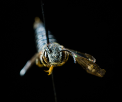 Coelioxys modestus