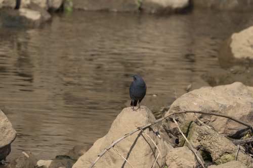 Plumbeous Water Redstart