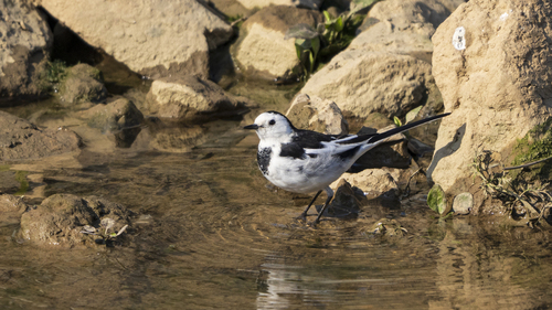White Wagtail