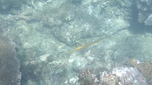 Trumpetfish
