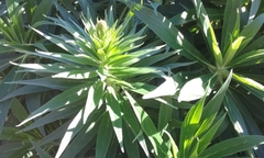 Echium candicans