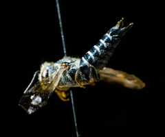 Coelioxys modestus