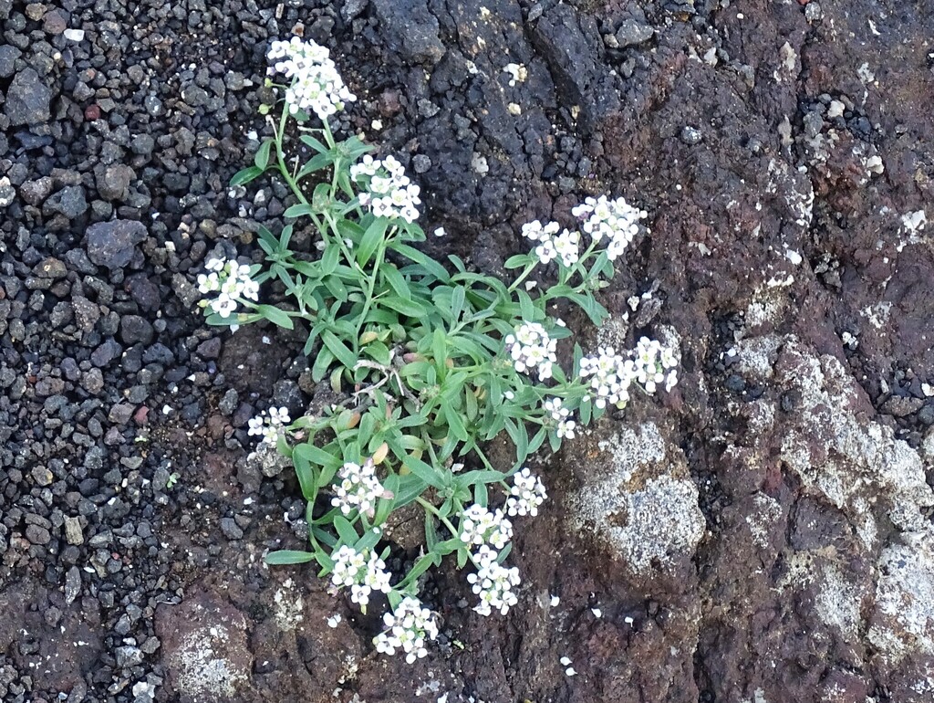 Lobularia canariensis; photograph (c) Christian Berg, some rights reserved (CC BY)