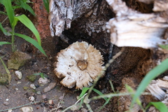 Fungi