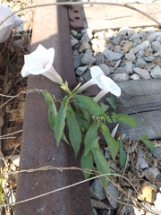 Ipomoea squamosa