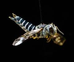 Coelioxys modestus