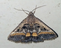 Acantholipes trajecta