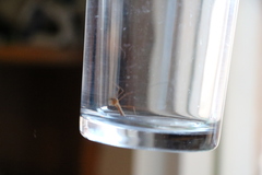 Diptera
