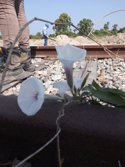Ipomoea squamosa