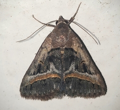 Acantholipes trajecta