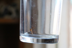 Diptera