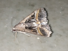 Acantholipes trajecta