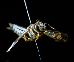 Coelioxys modestus