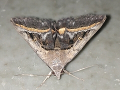 Acantholipes trajecta
