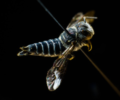 Coelioxys modestus