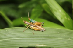 Caryanda spuria