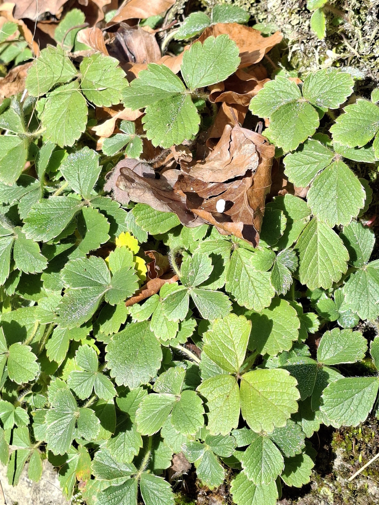 Imagem de Potentilla sterilis