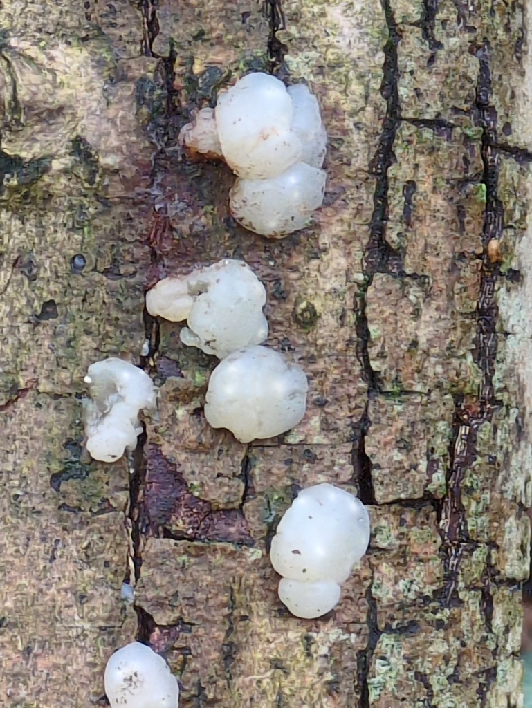Myxarium nucleatum · February 2026 · photo: © guywallbanks (iNaturalist, cc-by)