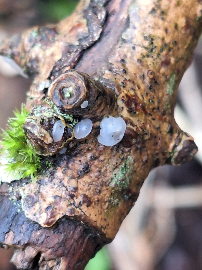 Myxarium nucleatum · February 2026 · photo: © crazycootlady (iNaturalist, cc0)