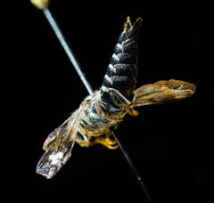 Coelioxys modestus