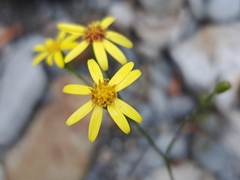 Senecio scandens, photograph (c) vrxz, some rights reserved (CC BY-SA)