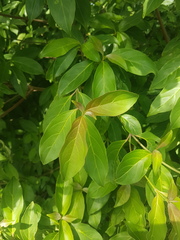 Cornus capitata