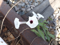Ipomoea squamosa