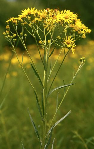 fen ragwort (Jacobaea paludosa)