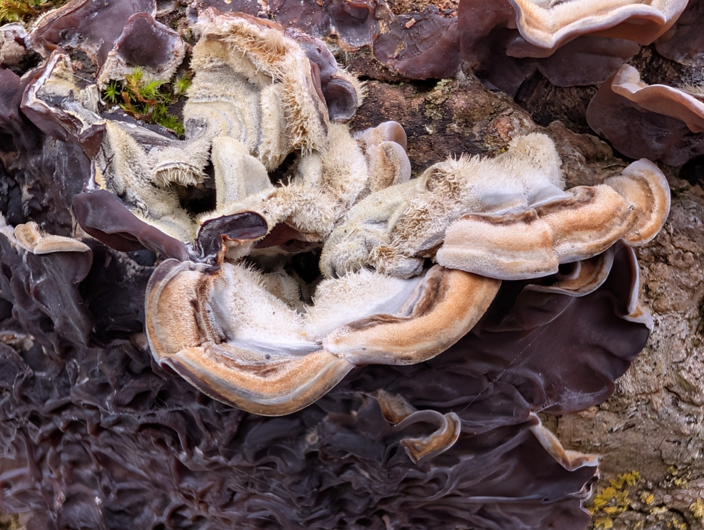 Auricularia mesenterica · February 2026 · photo: © spint (iNaturalist, cc-by)
