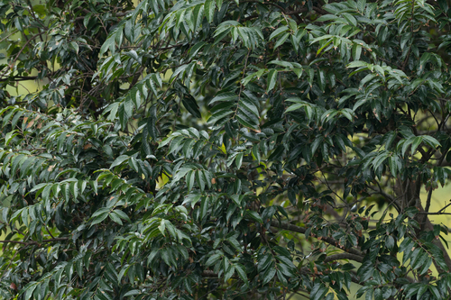 Aphananthe cuspidata observed 2026-02-07