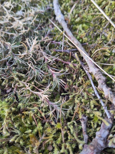Perennial Knawel (Scleranthus perennis)