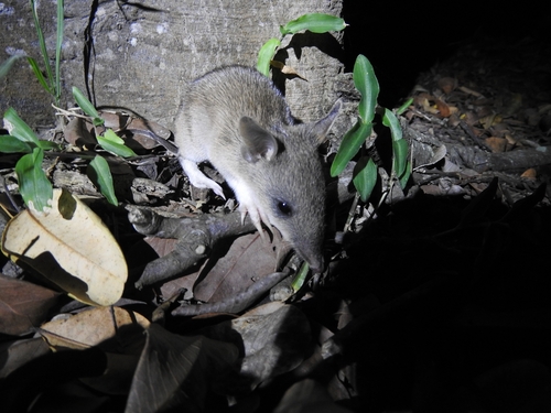 Long-nosed Bandicoot, photo 7 of 10