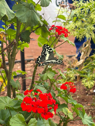 Citrus Swallowtail