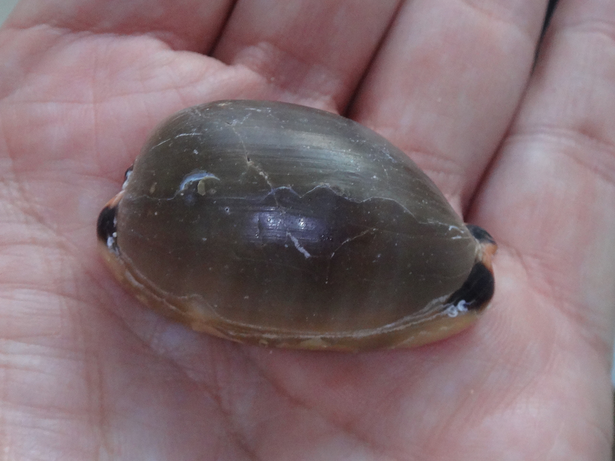 Luria lurida