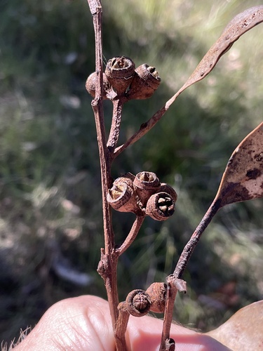 orange gum (Eucalyptus bancroftii)